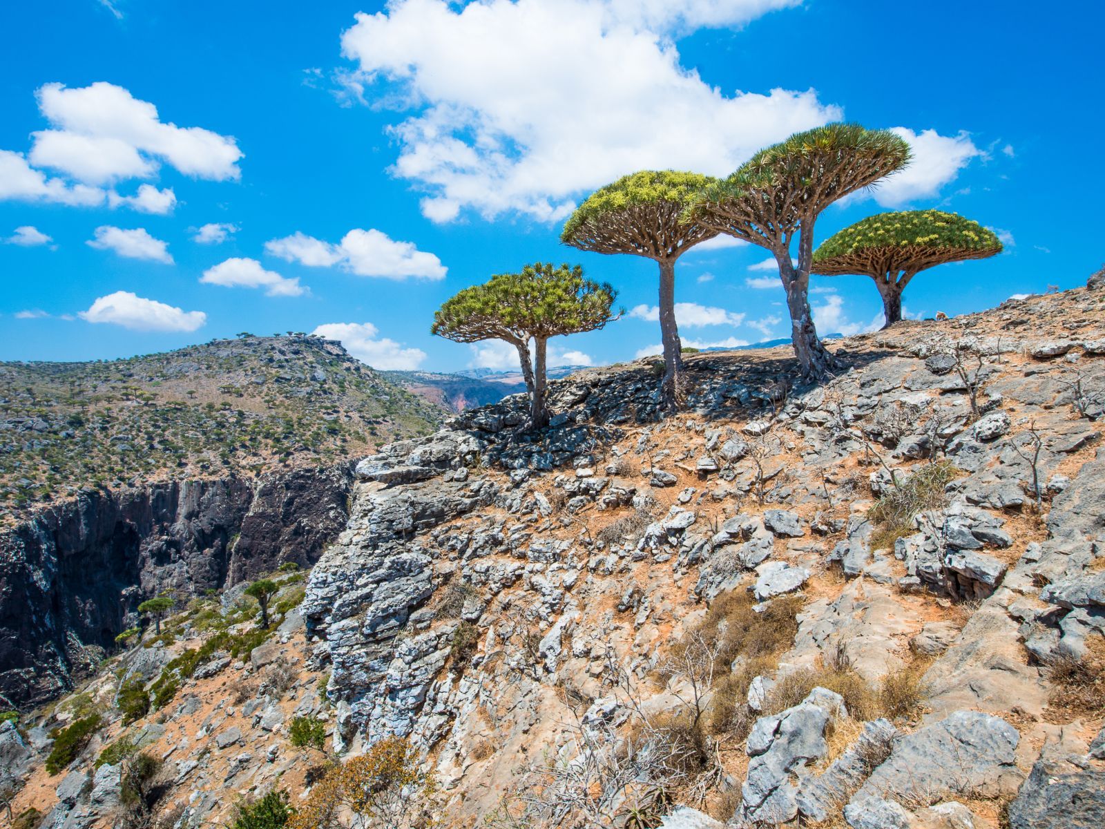 Dragon trees on the island of Socotra (Yemen)