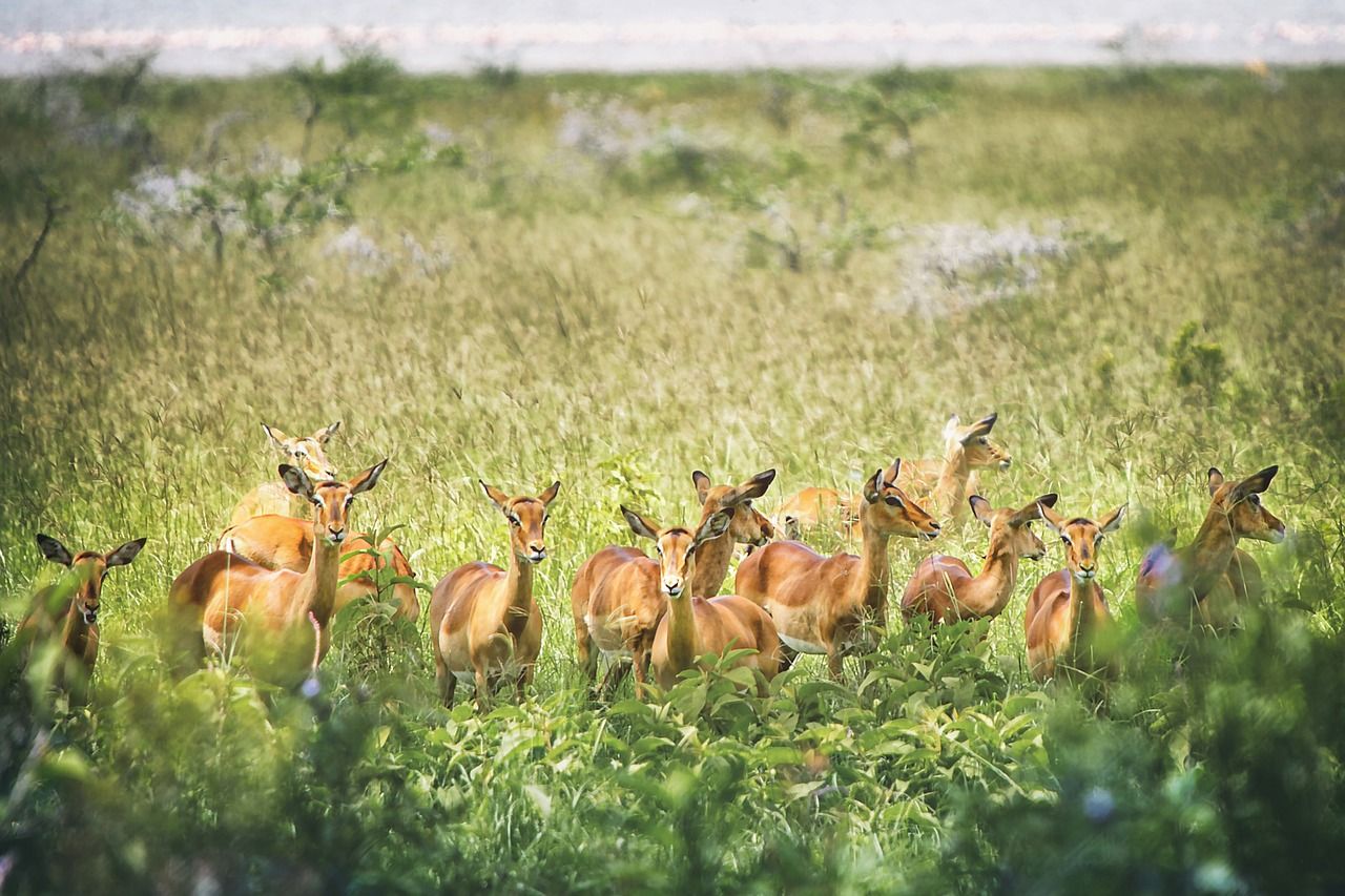 Kruger National Park 