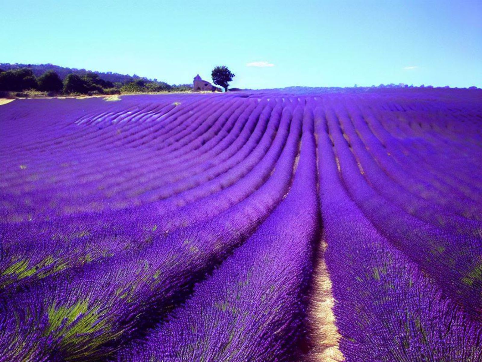  Lavender fields in Provence (France)