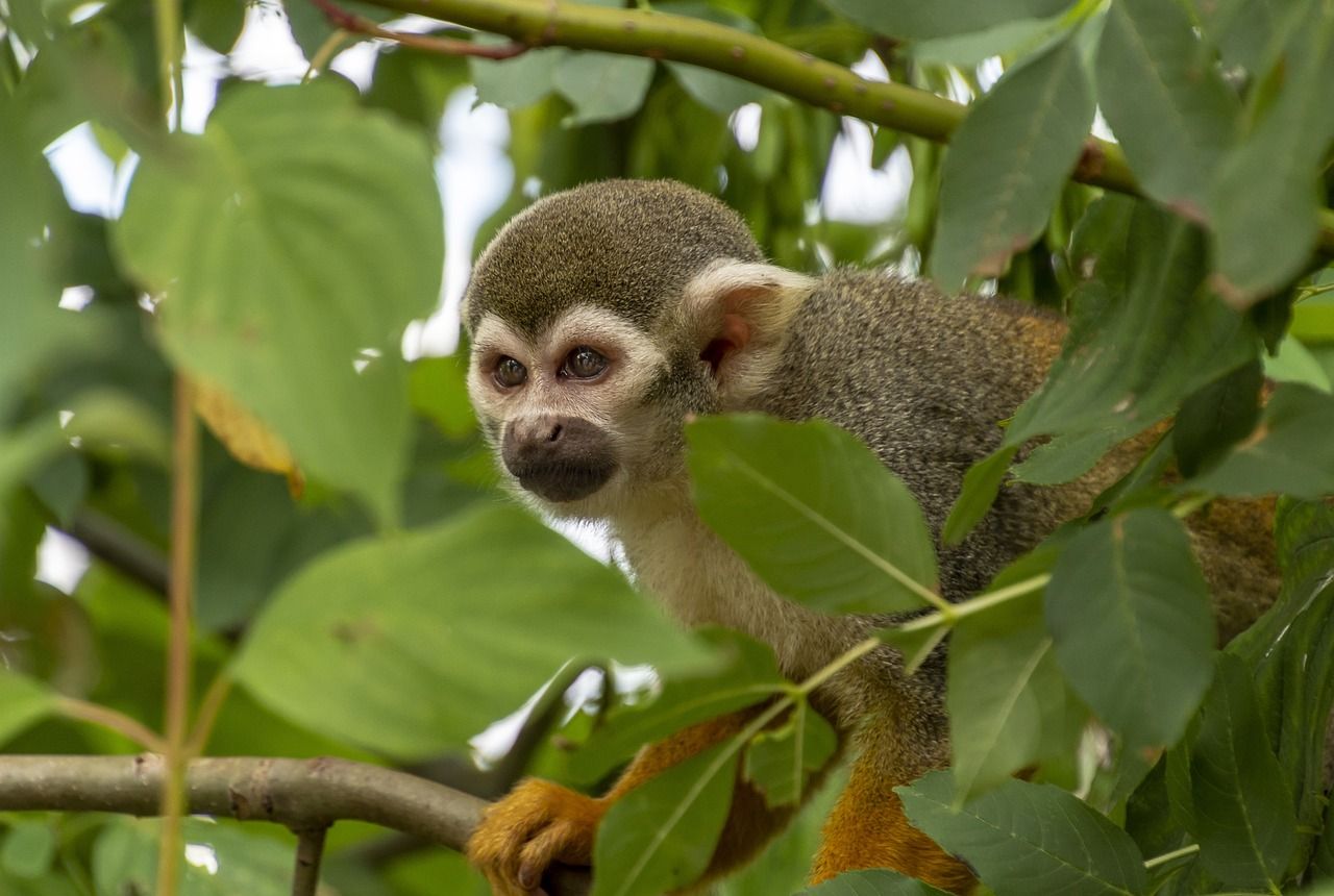 Monkey in Ubud Forest