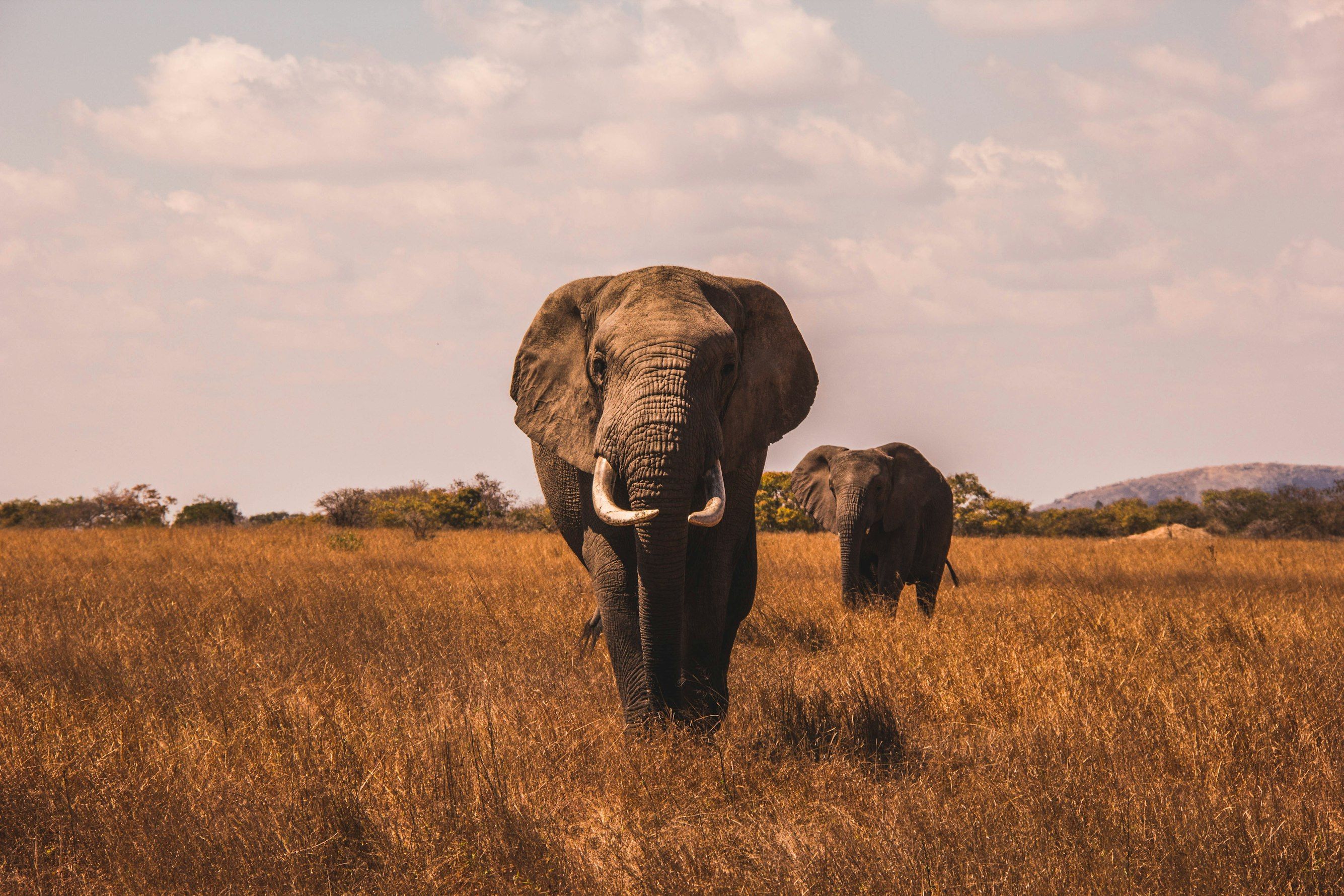 Addo Elephant National Park