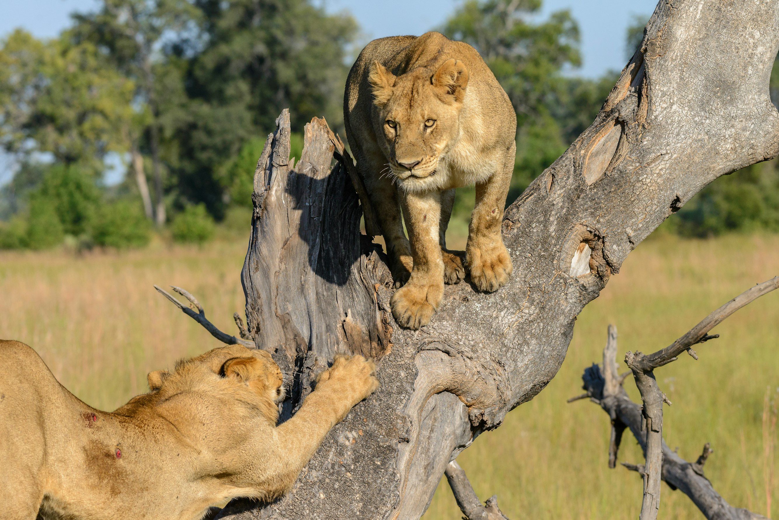 Pilanesberg National Park