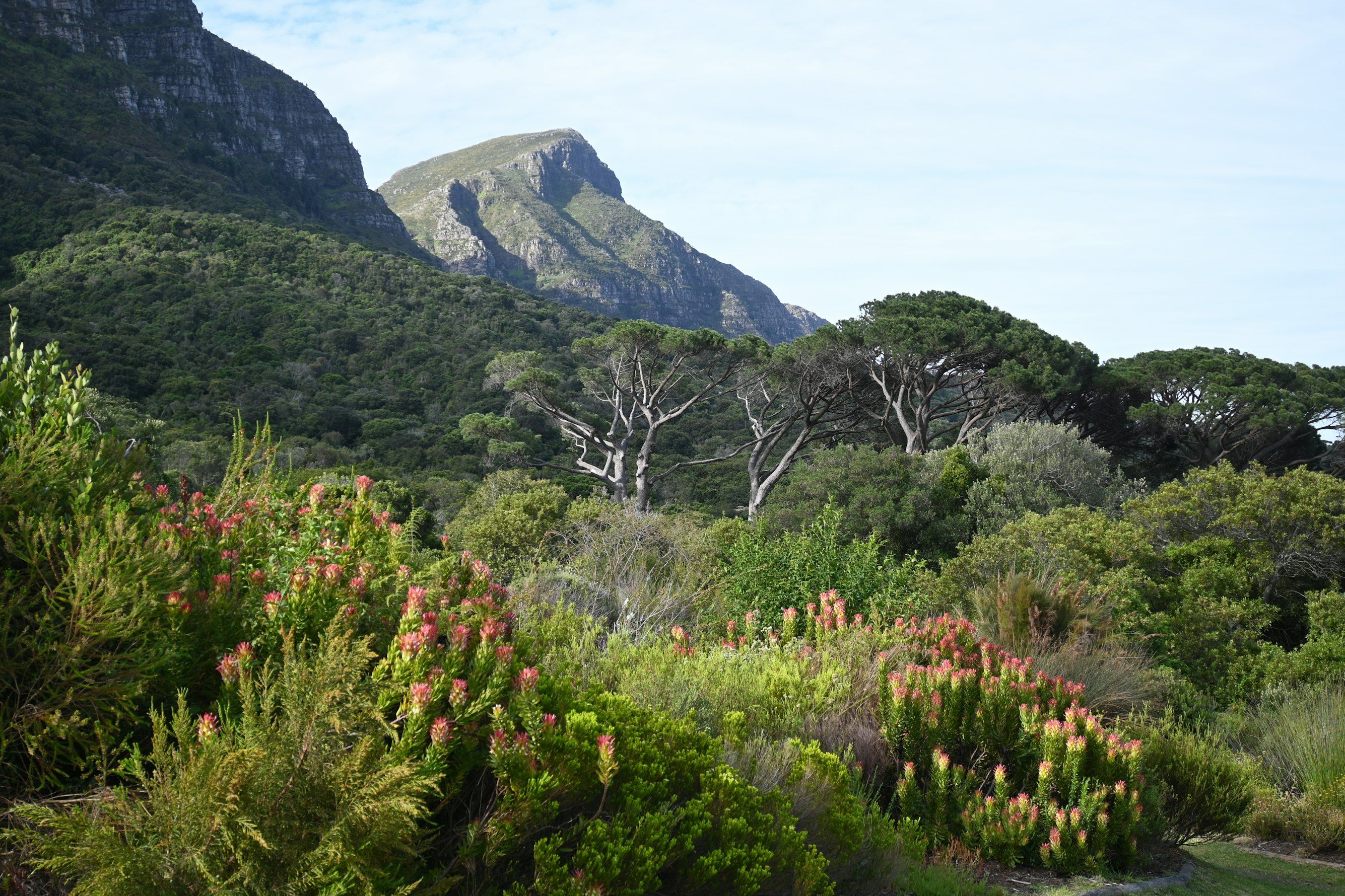 Kirstenbosch National Botanical Garden