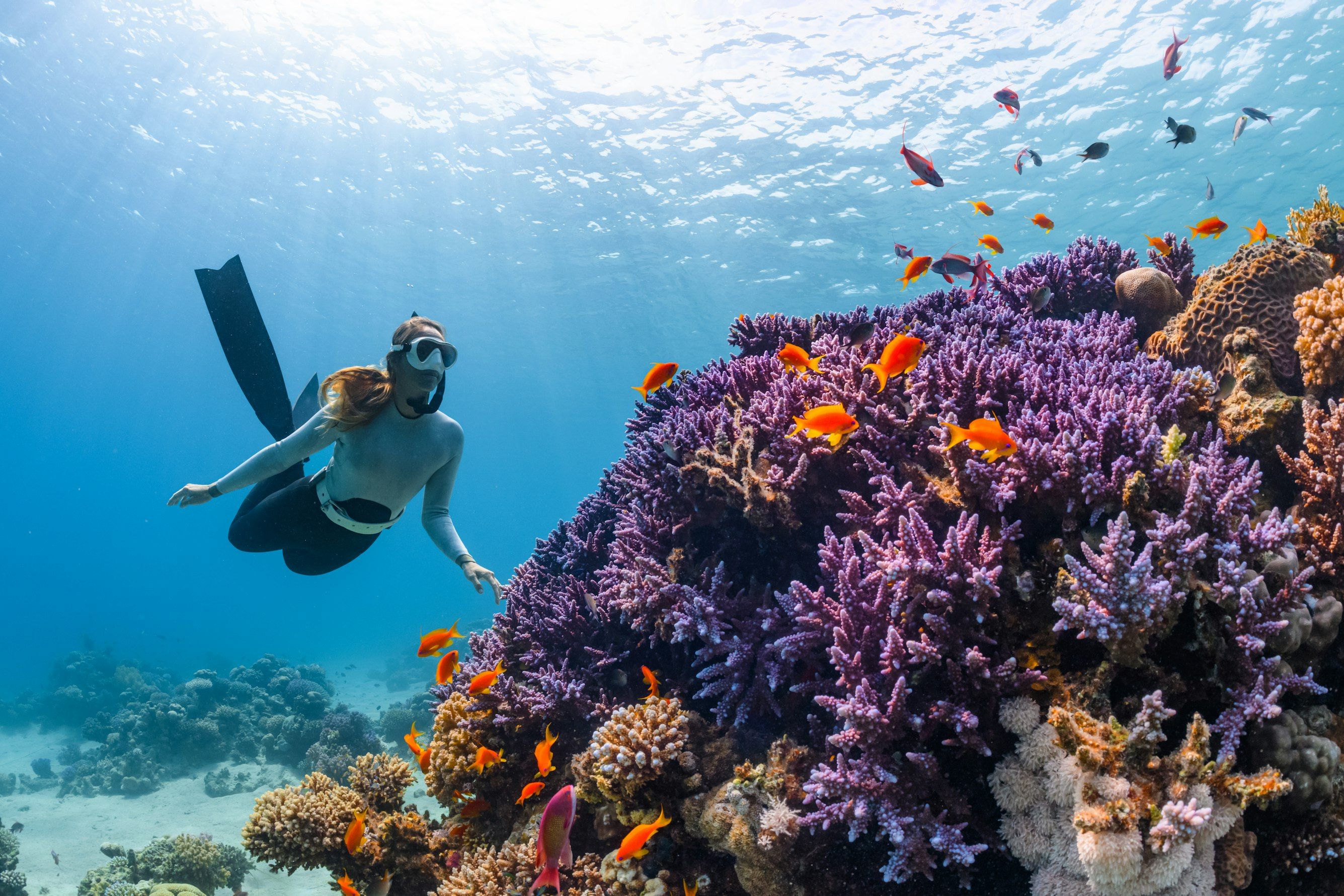 Diving in Egypt 