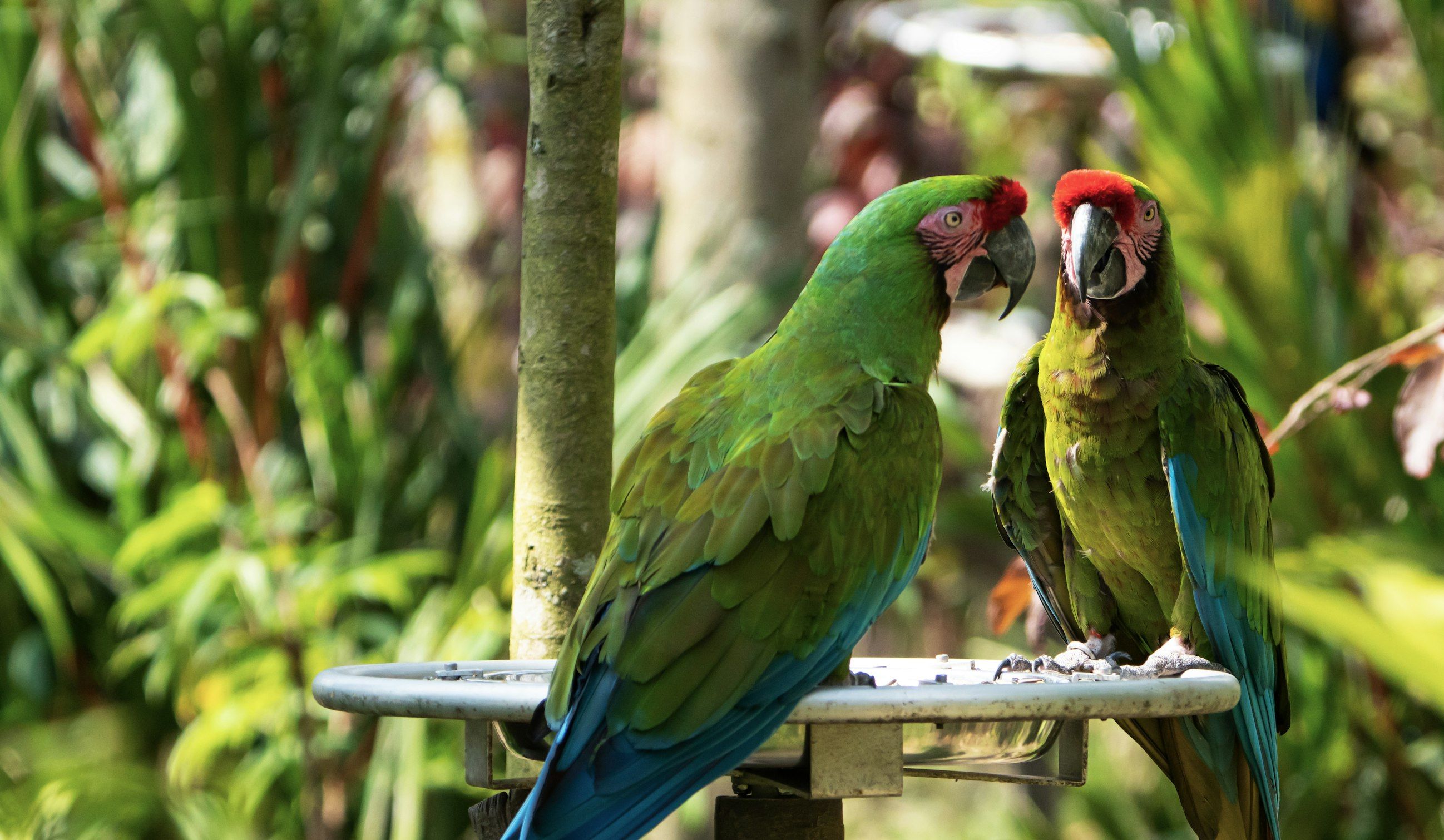 Umgeni River Bird Park