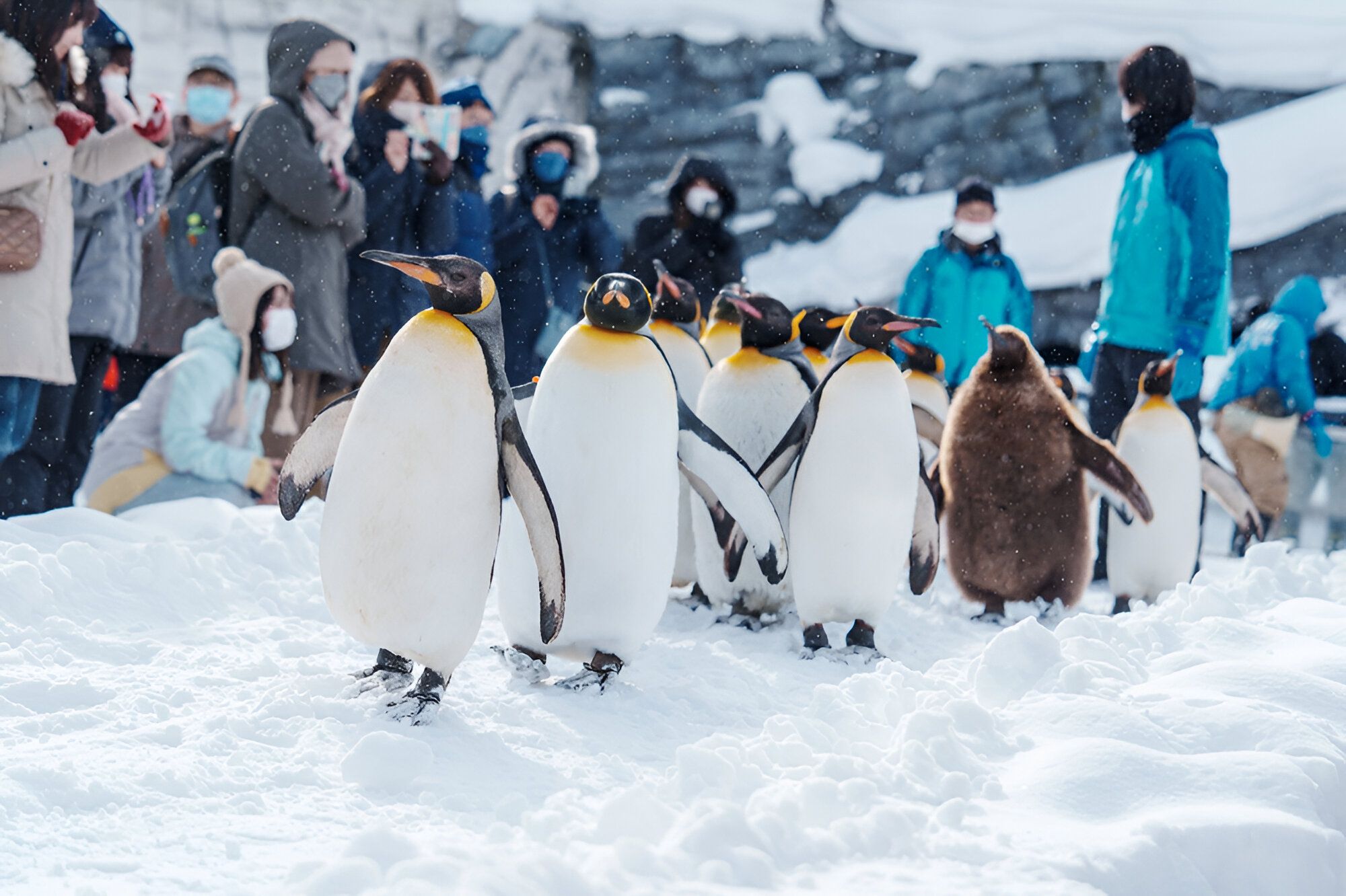 Penguins in zoo