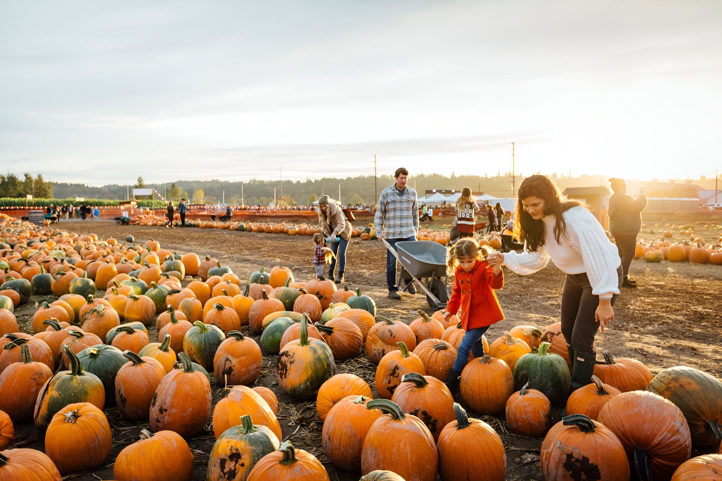 Pumpkin Halloween 